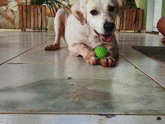 Cachorro ra a SRD idade 1 ano nome Biscoito 