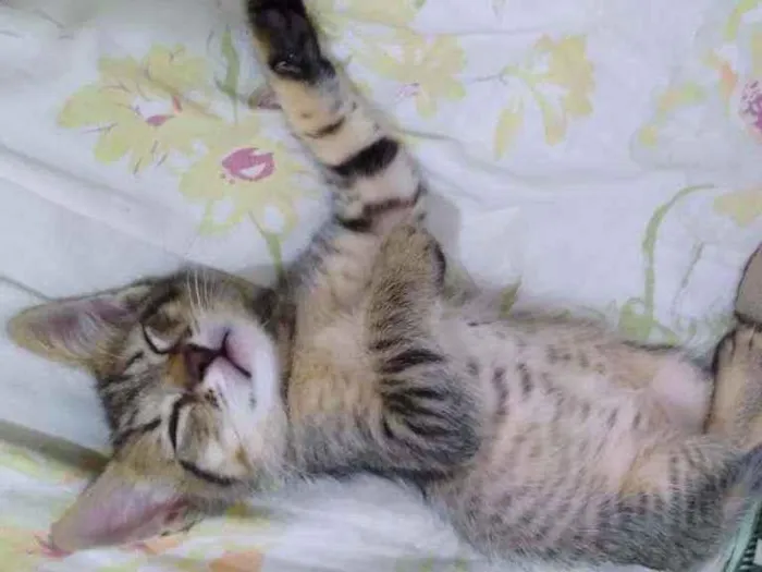 Gato raça SRD  idade 2 a 6 meses nome Luna 