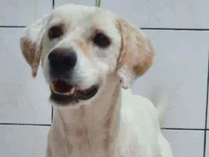 Cachorro raça SRD idade 1 ano nome Biscoito 