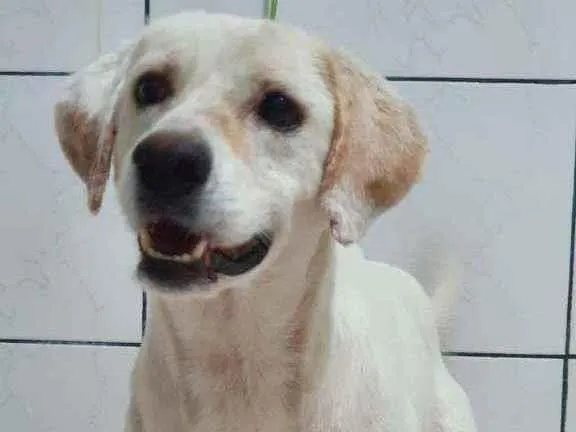 Cachorro ra a SRD idade 1 ano nome Biscoito 