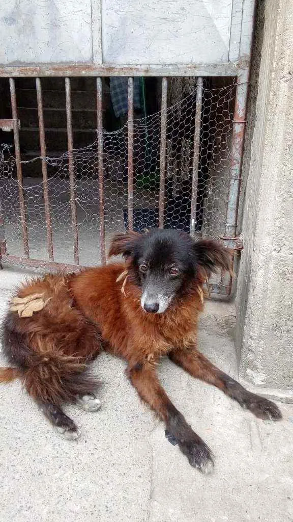 Cachorro raça SRD  idade 6 ou mais anos nome Izzie 