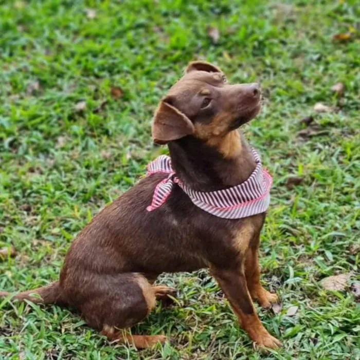 Cachorro ra a srd idade 1 ano nome ZURI