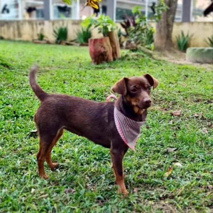Cachorro ra a srd idade 1 ano nome ZURI