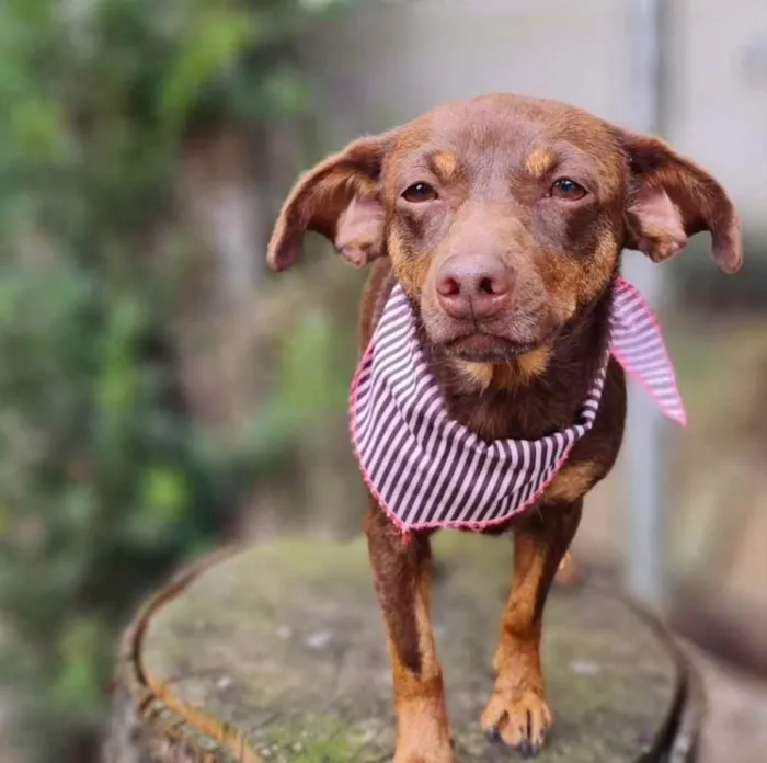 Cachorro ra a srd idade 1 ano nome ZURI