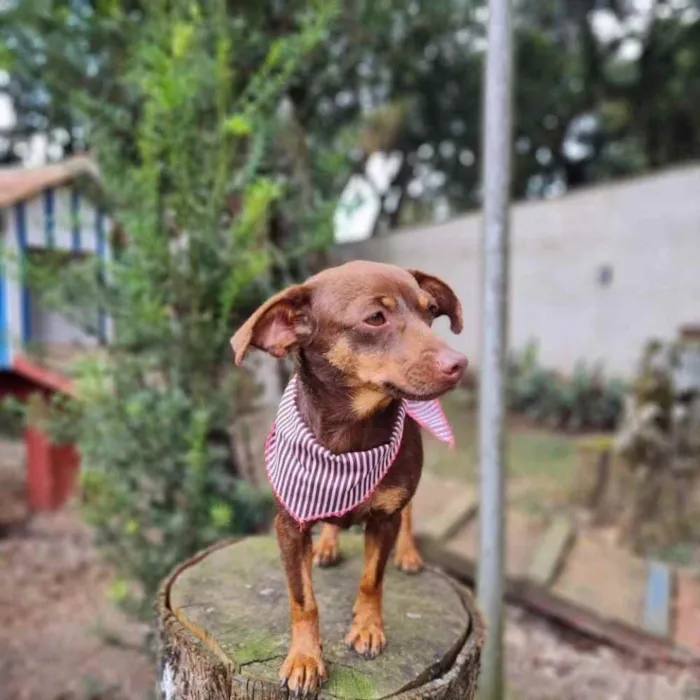 Cachorro ra a srd idade 1 ano nome ZURI