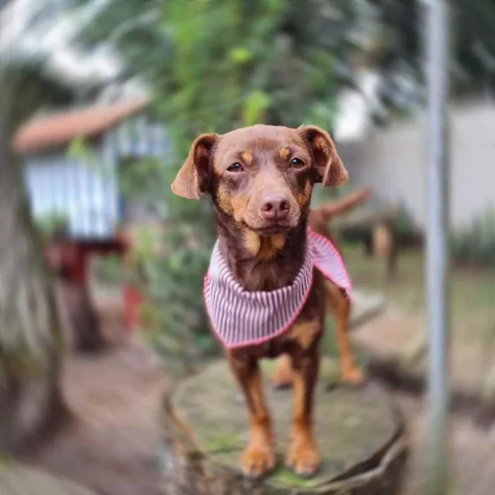 Cachorro ra a srd idade 1 ano nome ZURI
