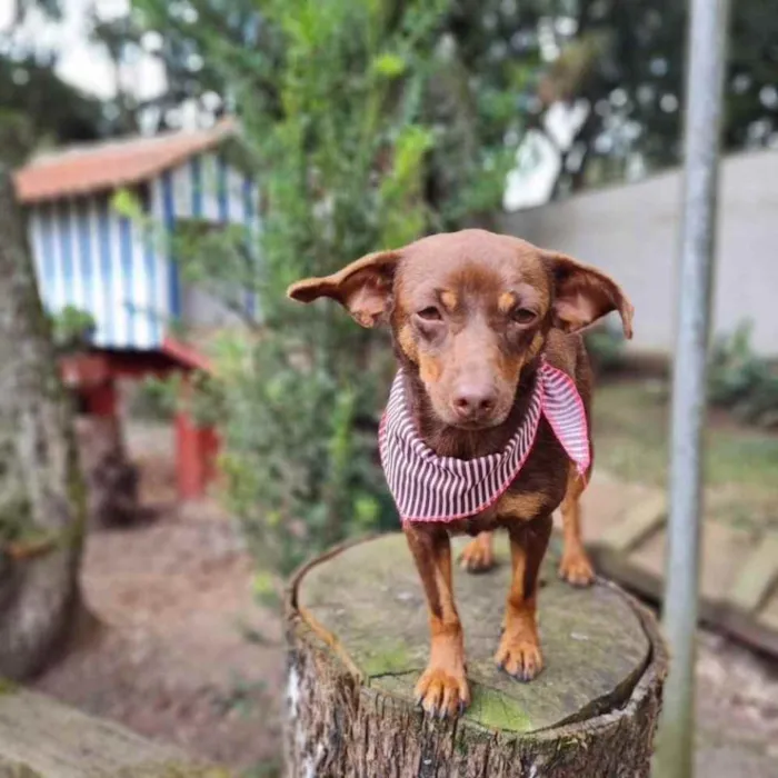 Cachorro ra a srd idade 1 ano nome ZURI