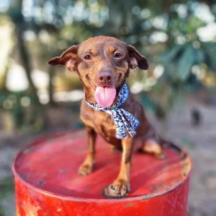Cachorro ra a srd idade 1 ano nome ZURI