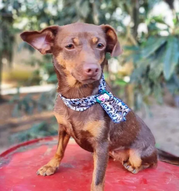 Cachorro ra a srd idade 1 ano nome ZURI