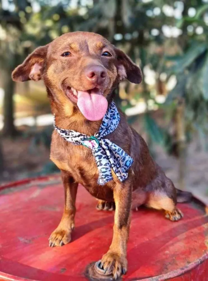 Cachorro ra a srd idade 1 ano nome ZURI