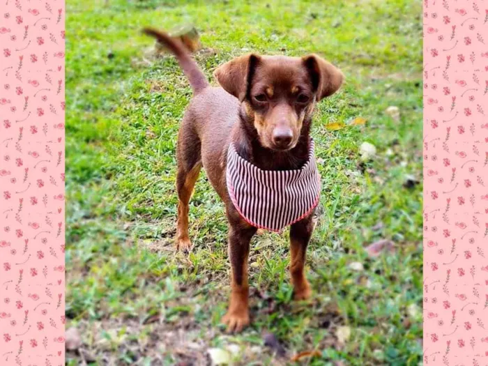 Cachorro ra a srd idade 1 ano nome ZURI