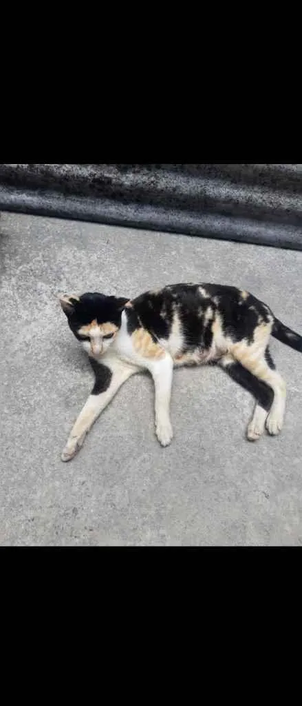 Gato raça Vira lata idade  nome Val