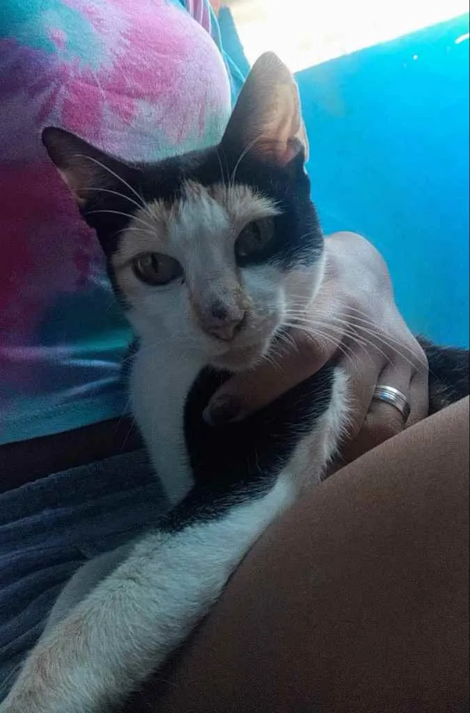 Gato raça Vira lata idade  nome Val