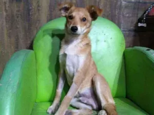 Cachorro raça Sem raça definida idade  nome Café