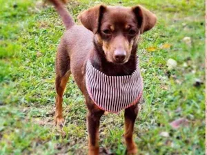 Cachorro raça srd idade 1 ano nome ZURI