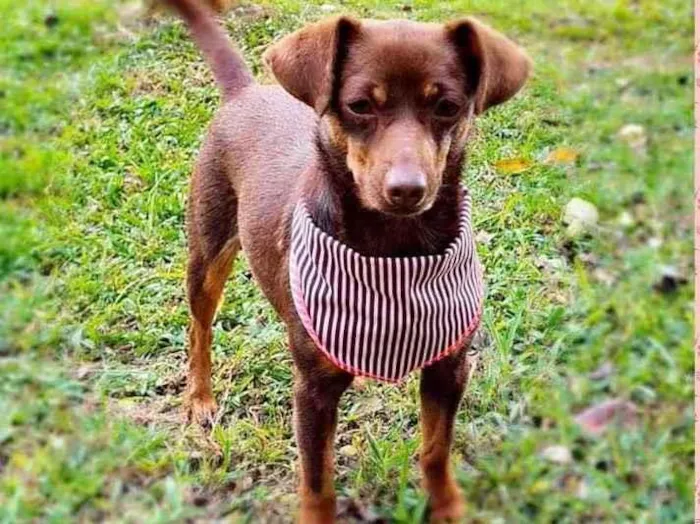Cachorro ra a srd idade 1 ano nome ZURI