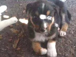 Cachorro raça SRD  idade 2 a 6 meses nome Filhotes 