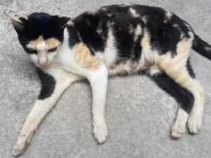 Gato raça Vira lata idade  nome Val