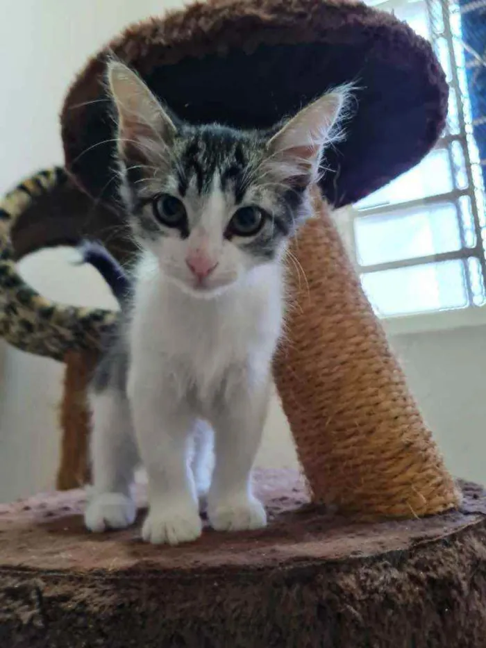 Gato ra a S.R.D. idade 2 a 6 meses nome Johnny