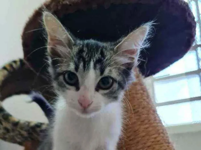 Gato ra a S.R.D. idade 2 a 6 meses nome Johnny