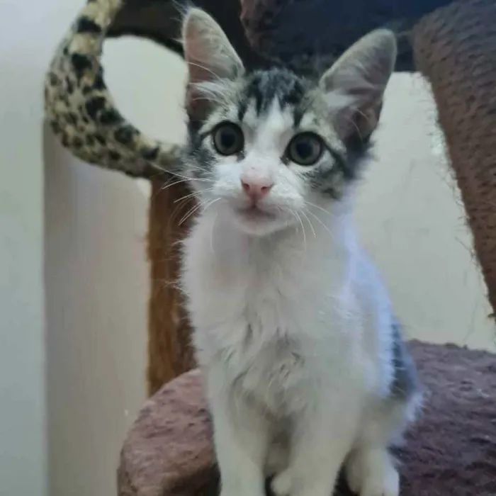 Gato ra a S.R.D. idade 2 a 6 meses nome Johnny