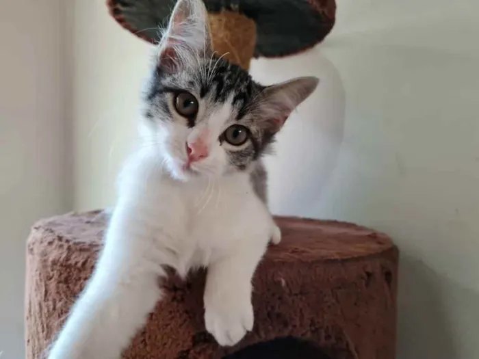 Gato ra a S.R.D. idade 2 a 6 meses nome Johnny