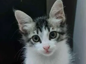 Gato raça S.R.D. idade 2 a 6 meses nome Johnny