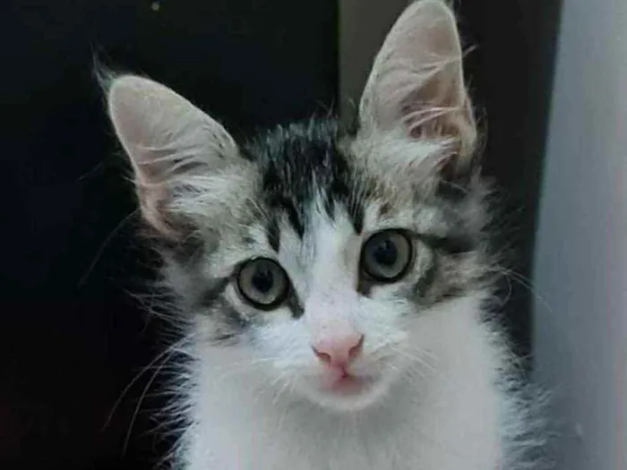 Gato ra a S.R.D. idade 2 a 6 meses nome Johnny