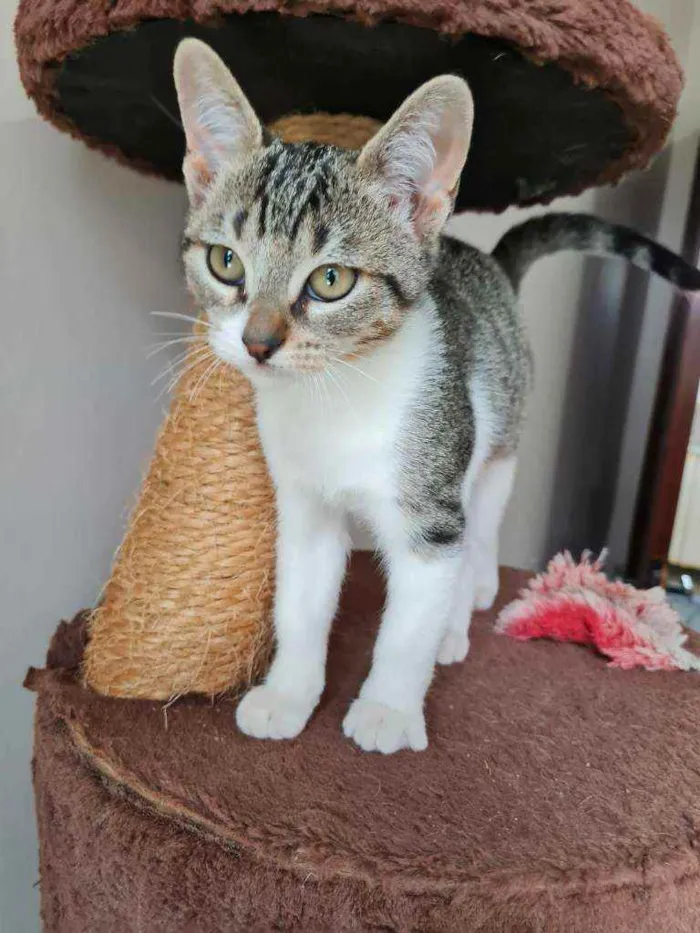 Gato ra a S.R.D. idade 2 a 6 meses nome Ricky