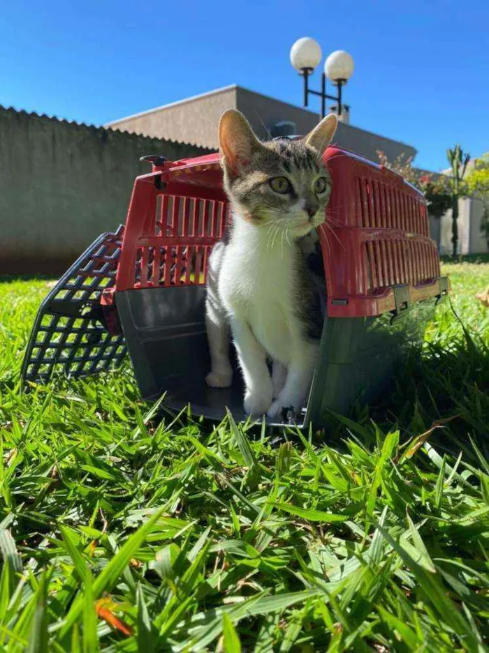 Gato ra a S.R.D. idade 2 a 6 meses nome Ricky
