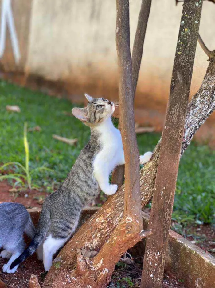 Gato ra a S.R.D. idade 2 a 6 meses nome Ricky