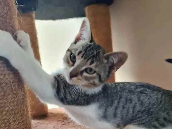 Gato ra a S.R.D. idade 2 a 6 meses nome Ricky