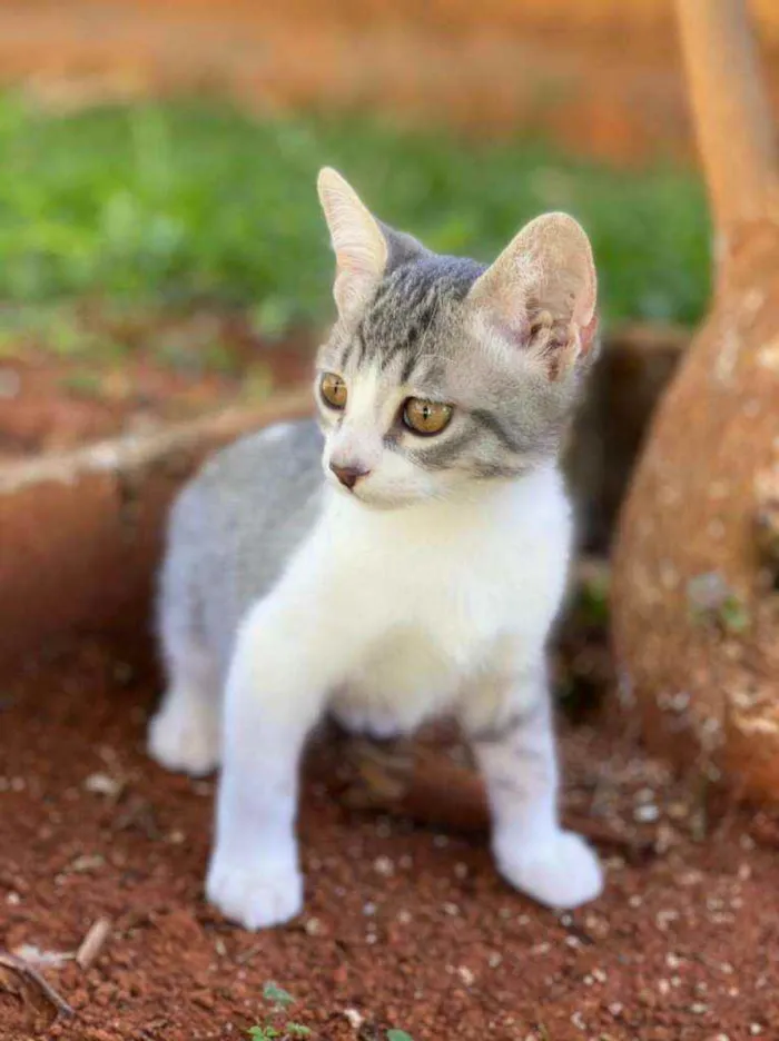 Gato ra a S.R.D. idade 2 a 6 meses nome Bruce