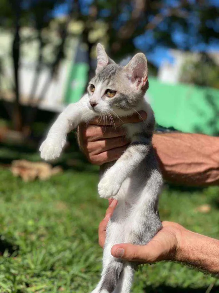 Gato ra a S.R.D. idade 2 a 6 meses nome Bruce