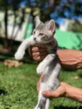 Bruce