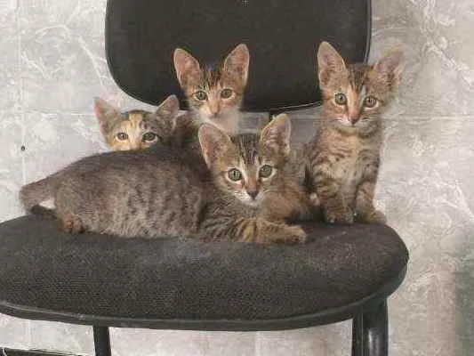 Gato ra a Pelo curto brasileiro idade 2 a 6 meses nome Sem nome