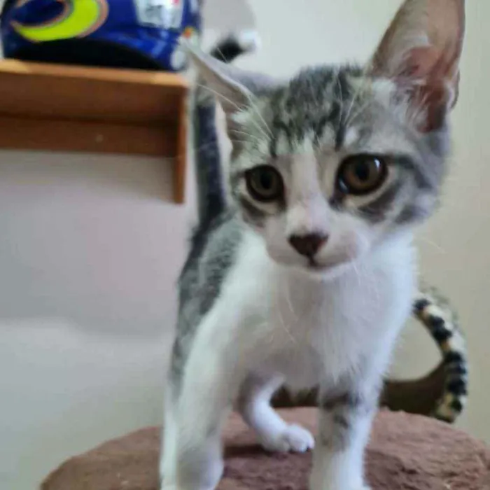 Gato ra a S.R.D. idade 2 a 6 meses nome Bruce