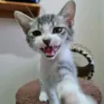Bruce