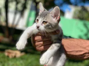 Gato raça S.R.D. idade 2 a 6 meses nome Bruce
