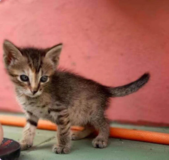 Gato ra a Pelo curto brasileiro idade 2 a 6 meses nome Sem nome