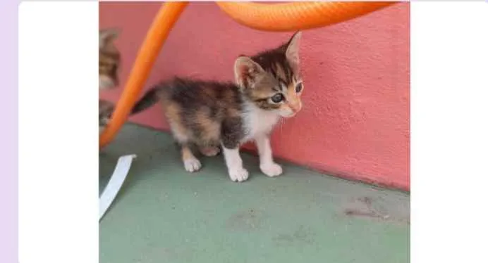Gato ra a Pelo curto brasileiro idade 2 a 6 meses nome Sem nome