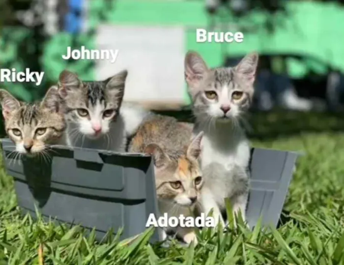 Gato ra a S.R.D. idade 2 a 6 meses nome Bruce
