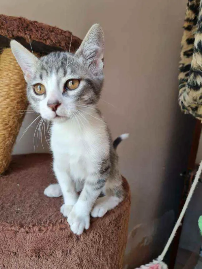 Gato ra a S.R.D. idade 2 a 6 meses nome Bruce