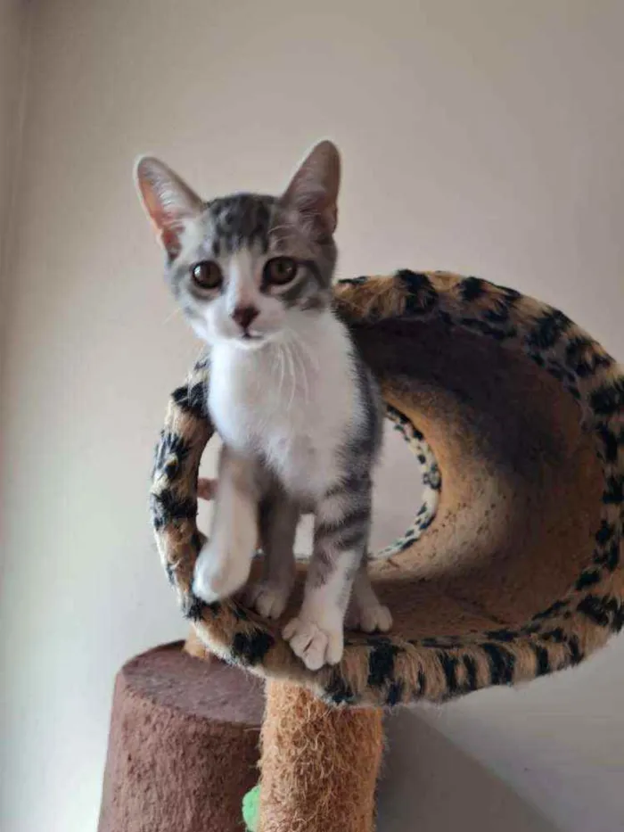 Gato ra a S.R.D. idade 2 a 6 meses nome Bruce