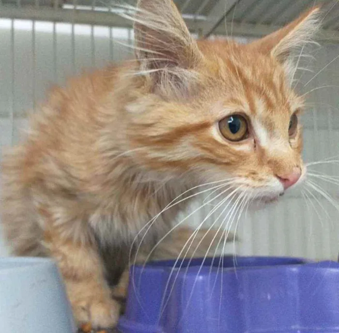 Gato ra a S.R.D. idade 2 a 6 meses nome Garfield