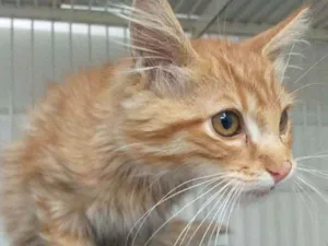 Gato raça S.R.D. idade 2 a 6 meses nome Garfield