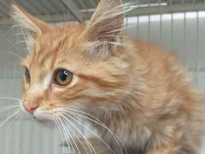 Gato raça S.R.D. idade  nome Garfield