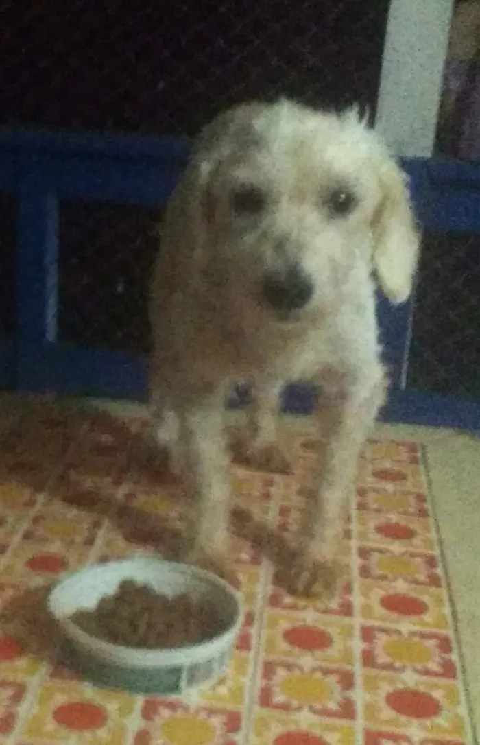 Cachorro ra a Poodle idade 2 anos nome Marlon