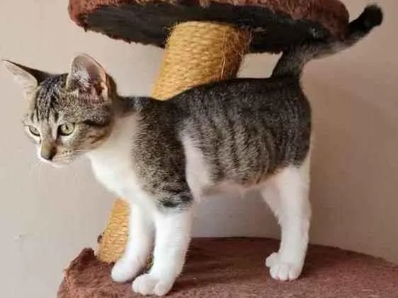 Gato ra a S.R.D. idade 2 a 6 meses nome Ricky