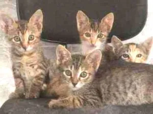 Gato raça Pelo curto brasileiro idade 2 a 6 meses nome Sem nome